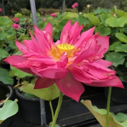 Aquavista Shop -Aquavista Shop plants lotus splendors red 1000 39698.1674152532