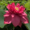 Splendor's Red - Hardy Water Lotus