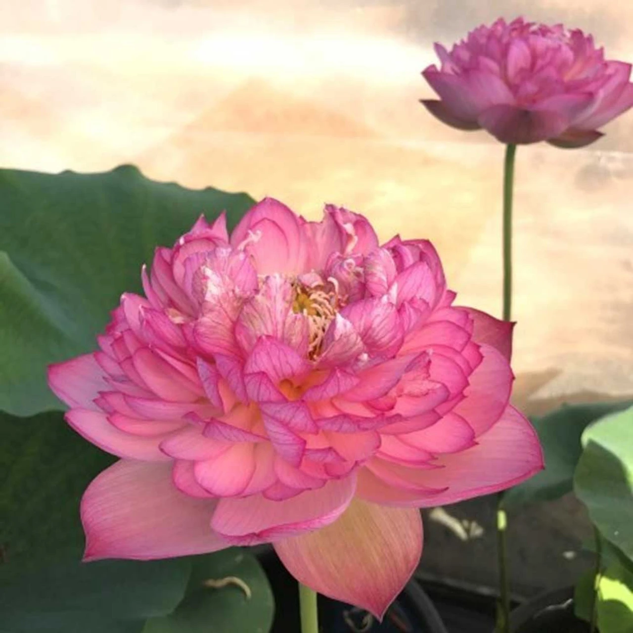 Super Excellent-Pink Hardy Water Lotus 1 Super Excellent-Pink Hardy Water Lotus