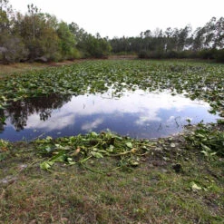 Jenlis Weed Razer Pro Aquatic Weed Cutter -Aquavista Shop pond after jenlis cutting 01281.1673295071