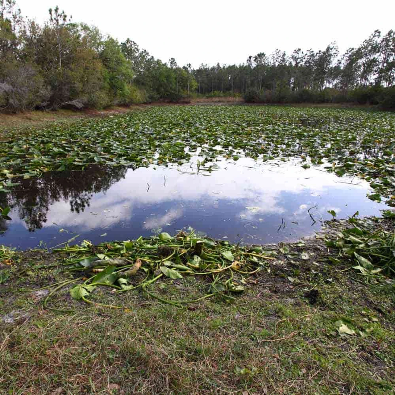 Jenlis Weed Razer Express Aquatic Weed Cutter 6 Jenlis Weed Razer Express Aquatic Weed Cutter - Image 6