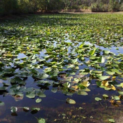 Jenlis Weed Razer Pro Aquatic Weed Cutter -Aquavista Shop pond before jenlis cutting 84030.1673295071