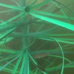 Pond King Honey Hole Brush -Aquavista Shop pond king honey hole brush fish attractor 95958.1676056112