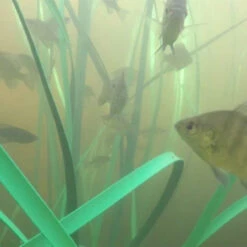 Pond King Honey Hole Grass -Aquavista Shop pond king honey hole grass fish grande 1000 44336.1656687588