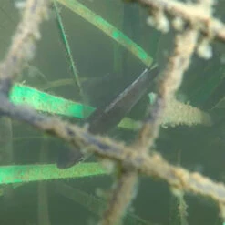 Pond King Honey Hole Nursery -Aquavista Shop pond king honey hole nursery under water 1000 84361.1676056676