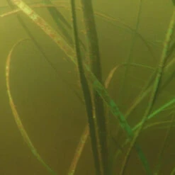 Pond King Honey Hole Reed -Aquavista Shop pond king honey hole reed fish food 93301.1676055868