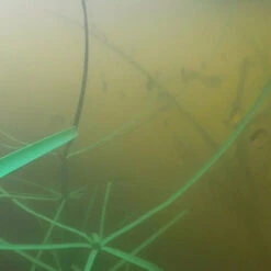 Pond King Honey Hole Reed -Aquavista Shop pond king honey hole reed mimics cattails 85899.1676055868