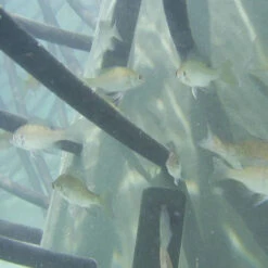 Pond King Honey Hole Trees -Aquavista Shop pond king honey hole tree underwater fish 74999.1676047768