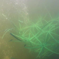 Pond King The Honey Hole, 2-Pack -Aquavista Shop pond king the honey hole coverage 1000 39777.1675959635