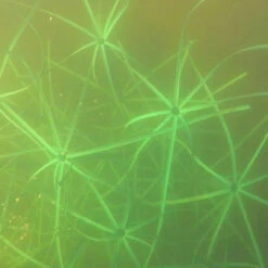 Pond King The Honey Hole, 2-Pack -Aquavista Shop pond king the honey hole snag free limbs 1000 67338.1675887624