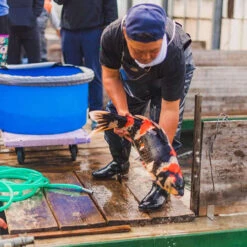 8-10" Japanese Premium Gosanke Koi Packages -Aquavista Shop releasing koi feature 1000 08776.1680708077