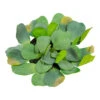 The Pond Guy Artificial Water Lettuce