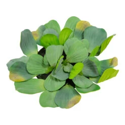 The Pond Guy Artificial Water Lettuce