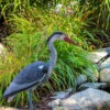 The Pond Guy Blue Heron Decoy